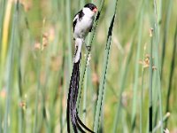 koningrooibekkie mannetjie  Pin tail Whydah - Frieda Prinsloo 2014 : frieda